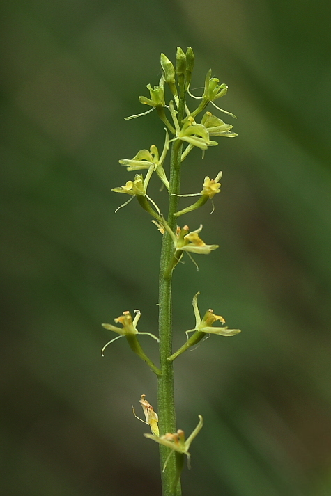 Liparis loeselii e Liparis nemoralis